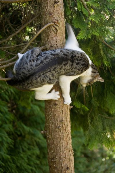 right, that's it! I'm turning back!      Adventure Cat wonders what he was thinking. Crazy Cat Lady, Adventure Cat, Cat Reference, Cat Climbing, Cat Boarding, Domestic Cat, Warrior Cats, Cats Meow, Cat Photo