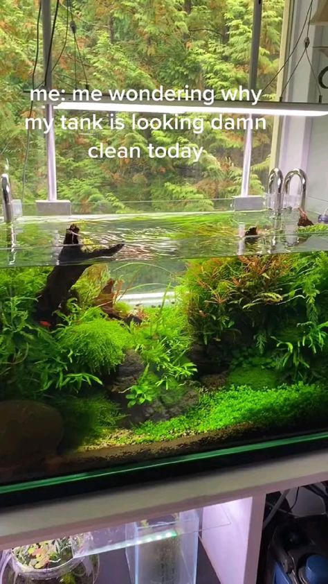 diy tank, tank mates, turtle tank decor, tank stand, turtle habitats, aquatic tank, turtle tank big, turtle fish tank, tank light, turtle tanks, large tank, turtle tank, small turtle tank, tank water, tank cleaning Aquarium For Home, Small Turtle Tank, Aqua Planet, Aquarium Home Decor, Turtle Tank Setup, Turtle Tanks, Aesthetic Home Kitchen, Axolotl Tank, Aquarium Home