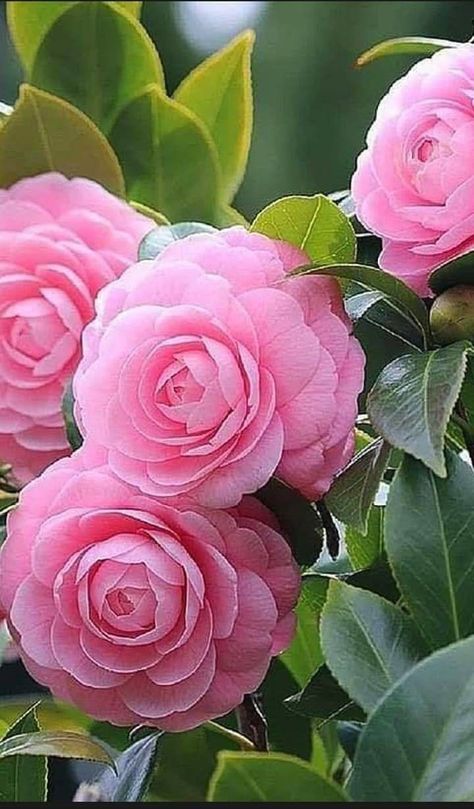 Camelia Flower, Spring Garden Flowers, Rose Flower Pictures, Good Morning Beautiful Flowers, Beautiful Pink Flowers, Good Morning Images Flowers, Rainbow Roses, Camellia Flower, Home Vegetable Garden