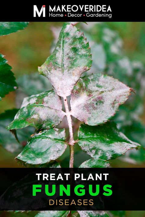 Address fungus on plants effectively. Explore treatments for fungal diseases like powdery mildew and black spot in your houseplants. Plant Fungus, Powdery Mildew, Black Spot, House Plants, Disease, Plants, Black