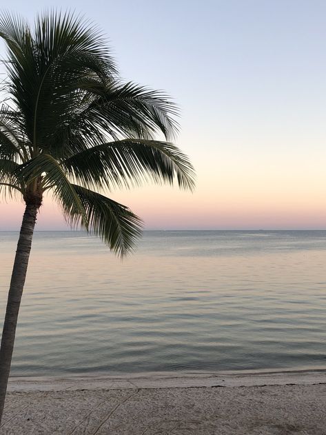 palm tree, sunset, ocean view, ocean sunset, thankful Wallpaper Beautiful Nature, Beach Sunset Wallpaper, Tree Sunset, Palm Tree Sunset, Wallpaper Beautiful, Sunset Ocean, Beach Images, Nature Scenery, The Florida Keys