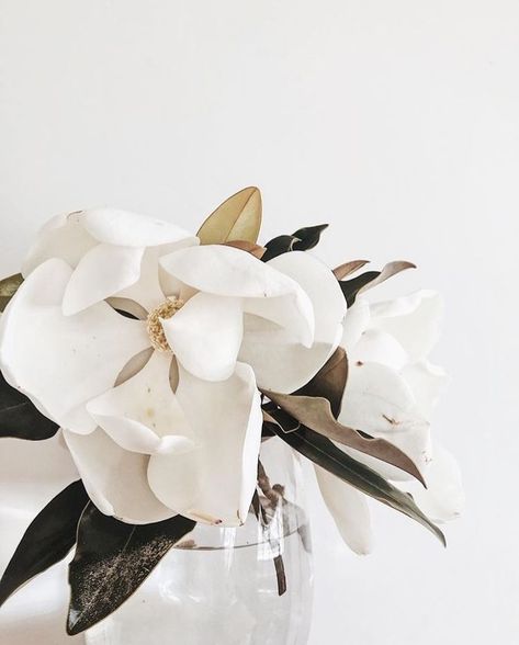 Lovely white magnolia, white an fresh green color inspiration. Magnolia Aesthetic, Magnolia, White Flowers, White Background, Vase, Glass, Flowers, White, Instagram