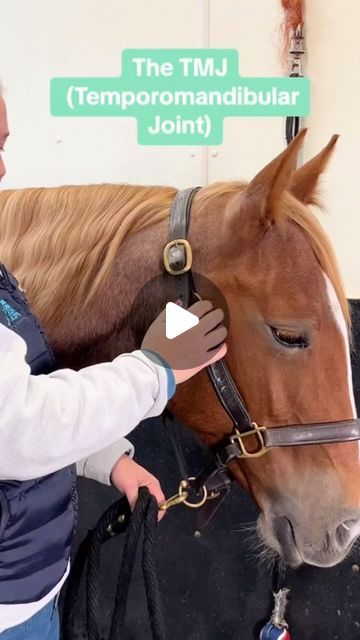 Brooke Drassal on Instagram: "This light massage technique can help release tension and relax the TMJ to improve motion and mobility. Stress, pain, jaw clenching, ill-fitting bits and improper dental work can all be contributors to causing tension in the TMJ. #drassalequinebodywork #equinemassage #massagetherapy #equinetmj #equinebodywork #horsehealth" Equine Massage, Jaw Clenching, Dental Work, Release Tension, Horse Health, Massage Techniques, Massage Therapy, Massage, Motion