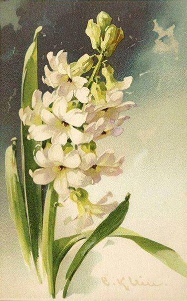 Catherine Klein, White Hyacinth, Painting For Home, Glassine Bags, Victorian Flowers, Floral Image, Painting Flowers, Botanical Drawings, Flower Art Painting