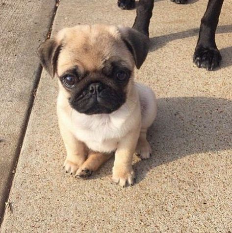 Pug Puppies, Baby Pugs, Anjing Pug, Cute Pug Puppies, Cele Mai Drăguțe Animale, Pugs And Kisses, Psy I Szczenięta, Love My Dog