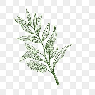 Tea Tree Illustration, Tea Leaf Illustration, Green Tea Illustration, Tea Leaves Illustration, Tea Sketch, Tree Vector Png, Happy Wedding Anniversary Cards, Herbal Leaves, Hand Decor