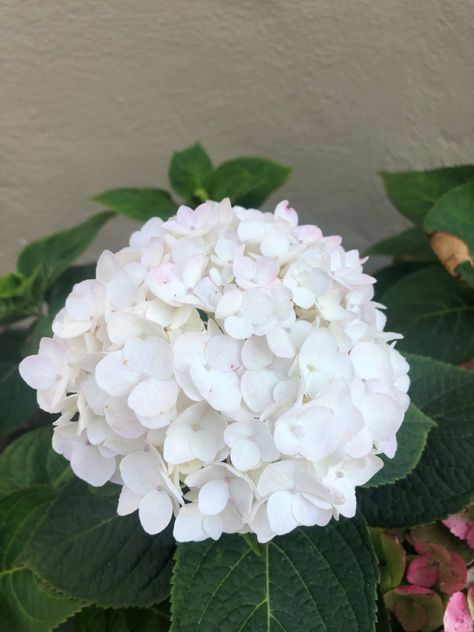 White Hydrangea Aesthetic, White Hortensia, White Hydrangea Bouquet, Bedroom Wallpaper Murals, Hydrangea Landscaping, Hydrangea White, Ranunculus Flowers, White Hydrangeas, Hydrangea Bouquet