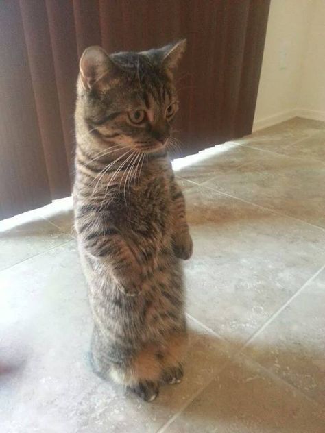 Startled Cat, Standing Cat, Gatos Cool, Cat Standing, Cat Attack, Cat Stands, Cat Pose, Cat Club, Funny Funny