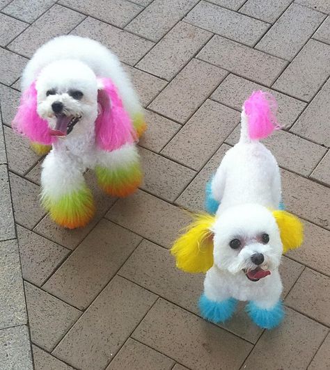 Poodle Dyed Hair, Dog Hair Dye, Dog Dye, Clothes Shops, Dog Grooming Tips, Dog Haircuts, Dog Grooming Business, Dog Cuts, Poodle Dog