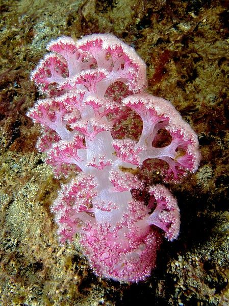 Similarities and Differences between Soft Corals and Jellyfish Water Creatures, Sea Anemone, Ocean Floor, Soft Coral, Beautiful Sea Creatures, On The Ocean, Sea Coral, Underwater Creatures, Pink Animals