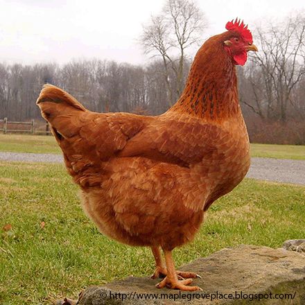 Brown Chicken Animal, Chicken Breeds For Eggs, Brown Egg, Brown Chicken, Egg Laying Chickens, Fancy Chickens, Chicken Bird, Red Chicken, Chicken Hen