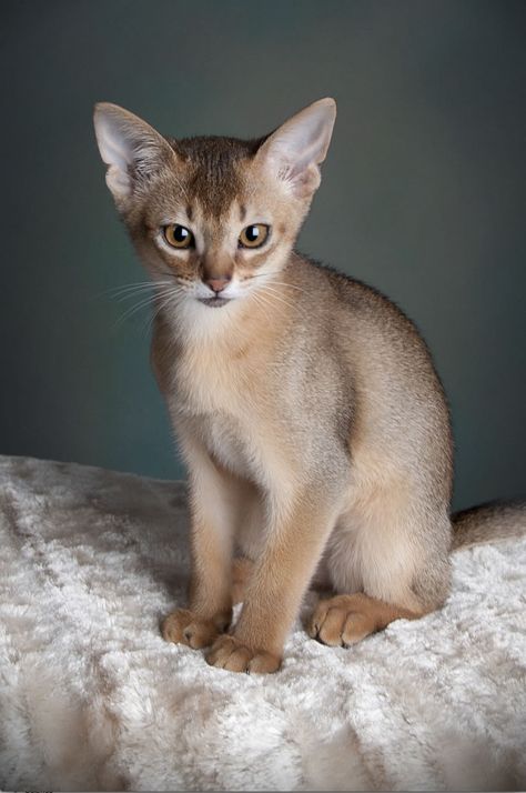 Abyssinian Kittens, Singapura Cat, Abyssinian Cats, Beautiful Cat Breeds, Cats Breeds, Abyssinian, Domestic Cat, Cute Kittens, Cute Cats And Dogs