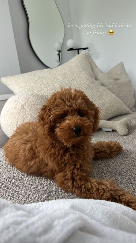 Red Toy Poodle Full Grown, Mini Poodle Full Grown, Poodle Full Grown, Toy Poodle Red, Mini Labradoodle, Goldendoodle Grooming, Mini Poodle, Dog Mommy, Toy Poodle Puppies