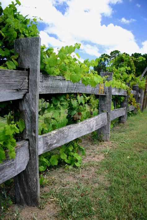 Vine Fence, Brick Patterns Patio, Spring Hill Nursery, Vertical Garden Wall, Garden Vines, Dream Yard, Fear Of The Unknown, Growing Grapes, Chinese Garden