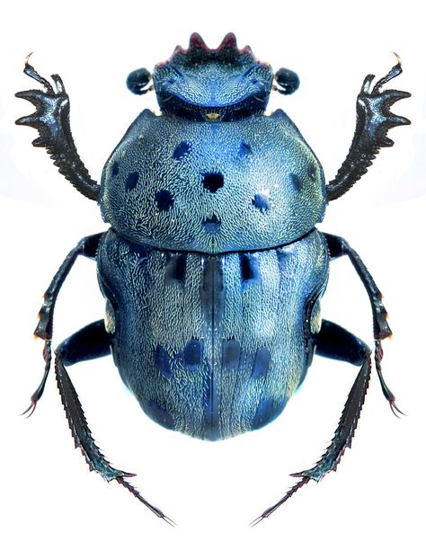 Gymnopleurus miliaris Beetle Art, Cool Insects, Beetle Insect, Cool Bugs, Bug Art, Beetle Bug, Blue Beetle, Keramik Design, Beautiful Bugs