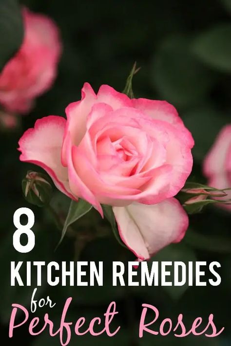 8 Kitchen Remedies for Perfect Roses Roses Garden Care, Rose Plant Care, Rose Cuttings, Rose Garden Design, Rose Care, Garden Wallpaper, Garden Types, Growing Roses, Organic Gardening Tips