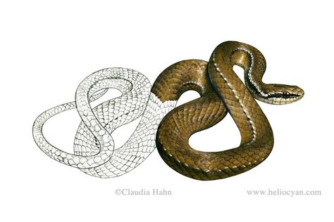 Shedding Skin Art, Snake Shedding Skin, Shedding Skin, Snake Photos, Snake Illustration, Snake Shedding, Skin Drawing, Nature Illustrations, Snake Tattoo Design