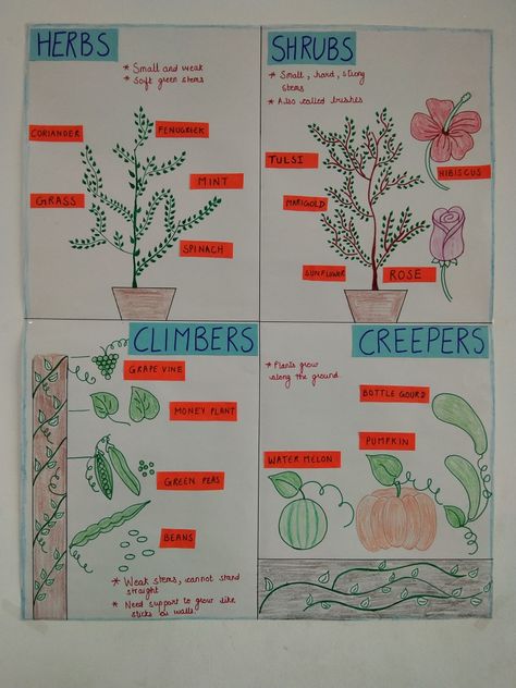 Anchor chart for Types of plants, classroom chart Evs Charts For Class 2, Types Of Plants Chart, Evs Charts For Classroom, Types Of Plants Project For Kids, Types Of Plants Worksheets For Grade 1, Types Of Plants For Kids Chart, Types Of Plants For Kids, Types Of Plants Worksheet, Plant Adaptations Anchor Chart