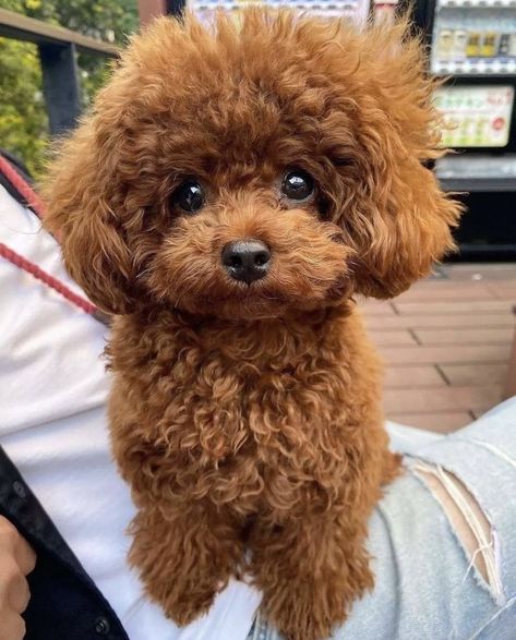 Toy Poodle Haircut, Teddy Bear Poodle, Cute Fluffy Puppies, Poodle Haircut, Cute Fluffy Dogs, Poodle Toy, Red Poodles, Very Cute Puppies, Toy Poodle Puppies