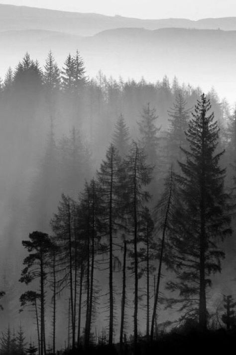 Black And White Photograph, The Fog, In The Forest, The Forest, Trees, Forest, Black And White, White, Black