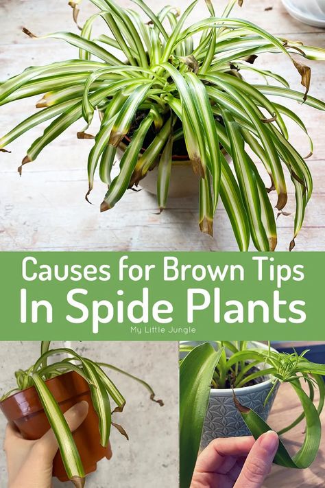 Why Does My Spider Plant Have Brown Tips on the Leaves? - My Little Jungle Spider Plant Indoor, Plant Leaves Turning Brown, Spider Plant Care, Spider Plant Babies, Airplane Plant, Brown Tips, Snake Plant Care, Outside Plants, Garden Remedies