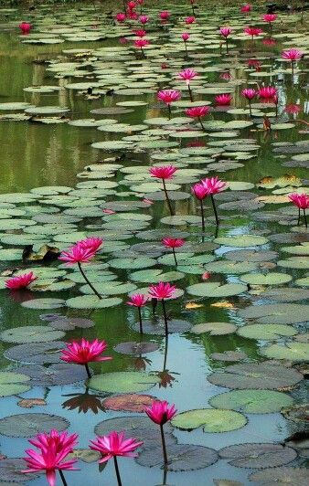 Amazing! Pond Life, Water Lilly, Lily Pond, A Pond, Alam Yang Indah, Water Lily, Water Plants, Water Lilies, Water Garden