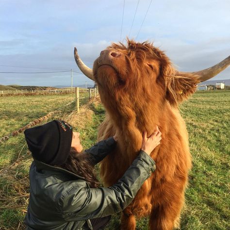 Highlander Cows, Cute Highland Cow, Highland Cow Aesthetic, Highland Cows, Highland Cattle Aesthetic, Cow Cuddling, Cow Cuddles, Cows In Mountains, Field Of Cows Aesthetic