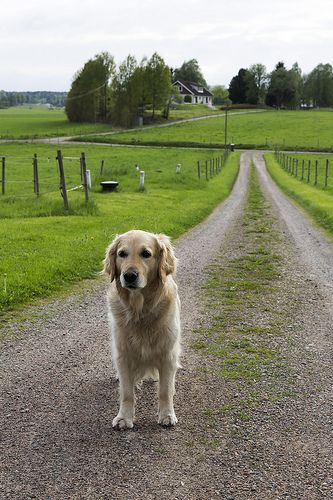 Waiting Farm Dogs, A Golden Retriever, Retriever Puppy, She Loves, School Bus, Mans Best Friend, Farm Life, Dog Life, I Love Dogs