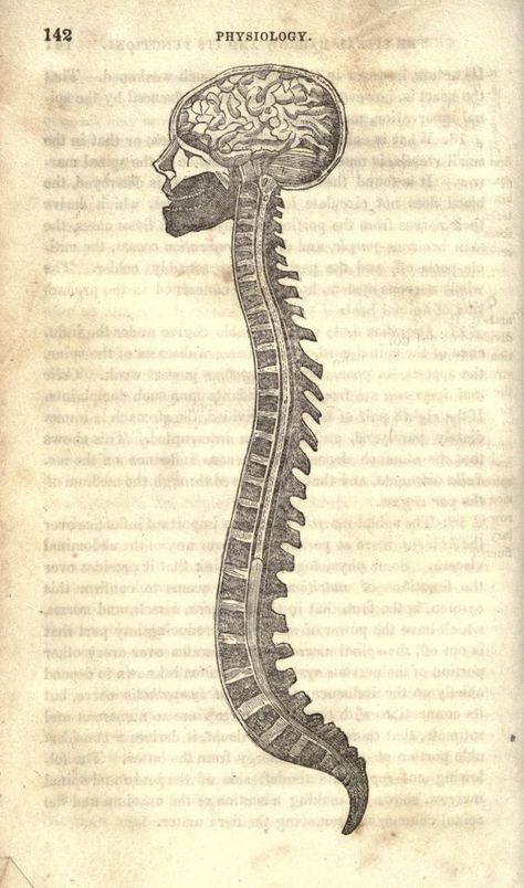 >luxoccultapress https://t.co/TL6OoAxufa https://t.co/iolROTzDk4 Spinal Cord Drawing, Spinal Chord, Medication Chart Printable, Spinal Cord Anatomy, Human Physiology, Pregnant Diet, Spinal Cord, Scientific Illustration, Anatomy Drawing