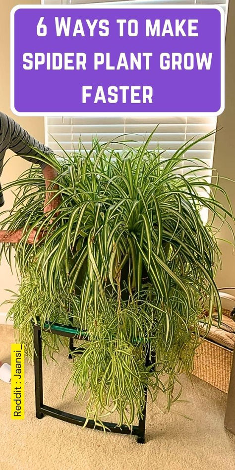 Discover 6 effective ways to make your spider plant grow faster! This guide  covers essential tips on how to grow spider plants, including caring for  spider plants, repotting techniques, and the best indoor gardening  supplies. Learn how to care for your spider plant, from organic pest  control to choosing the right potting soil. Perfect for both beginners and  experienced indoor gardeners, this resource will help you nurture your  household plants, including snake plants and mother plants. How To Grow Spider Plants, Spider Plant Container Ideas, How To Care For Spider Plants Indoors, Best Pots For Indoor Plants, How To Propagate Spider Plant, Grow Flowers Indoors, Spider Plant Decor Ideas, Spider Plant Varieties, Indoor Plant Organization Ideas