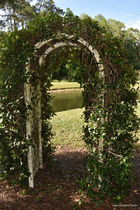 Ivy archway Ivy Archway, Vine Archway, Vine Arch, Ivy Outdoor, Craft Architecture, Creeping Vines, College Course, Garden Paradise, Arch Doorway