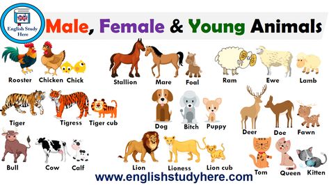 https://englishstudyhere.com/animals/male-female-and-young-animals-names/ Masculine And Feminine Gender, Gender Of Animals, Female Pet Names, Animals Name With Picture, Opposite Words For Kids, Male And Female Animals, Animals Name List, Male Baby Names, Animals List