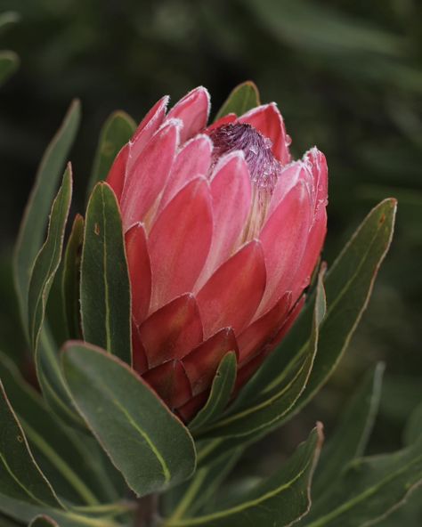 Meet Protea Pink Ice. Perfect for low-maintenance, water-wise gardens, its vibrant pink blooms bring joy fresh or dried. . . . . #proteapinkice #proteaceae #protea #flowerstagram #flowerstagram #proteas #plantsofinstagram #proteaflowers #proteaflora Protea Flowers, Botanical Photography, Waterwise Garden, King Protea, Protea Flower, Garden Inspo, Water Wise, Civil Ceremony, Flower Art Painting