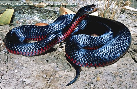 The Red-Bellied Black Snake is a species of elapid snake native to eastern Australia. Though its venom is capable of causing significant morbidity, a bite from it is not generally fatal and is less venomous than other deadly Australian snakes. Deadly Creatures, Baby Snakes, Australian Fauna, Pretty Snakes, Largest Snake, Australia Animals, Snake Venom, Reptile Snakes, Snake Art