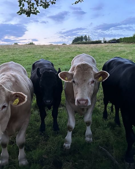 english countryside 🤍🐄🌾⭐️ English Countryside Aesthetic, British Countryside, English Countryside, Future Life, Country Life, Country Girls, Christmas