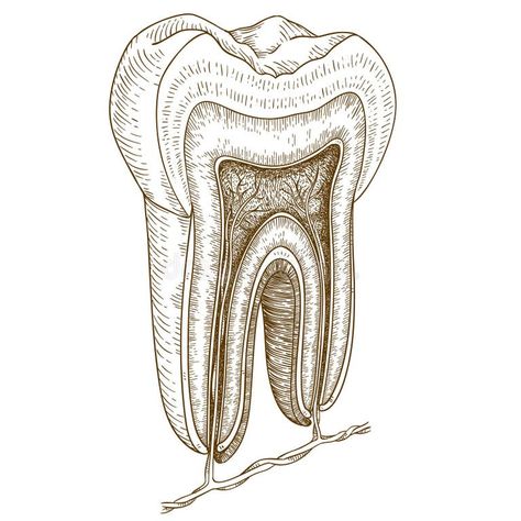 Diagram Tooth Stock Illustrations – 2,641 Diagram Tooth Stock Illustrations, Vectors & Clipart - Dreamstime Tooth Structure, Dental Pictures, Teeth Illustration, Teeth Anatomy, Dentist Art, Teeth Drawing, Dental Posters, Dental Photography, Dental Office Design Interiors