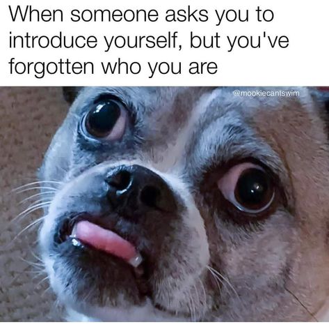 Funny Dog Memes, Funniest Memes, Can't Stop Laughing, Funny Animal Memes, November 13, June 22, Dog Memes, Animal Memes, In Hot