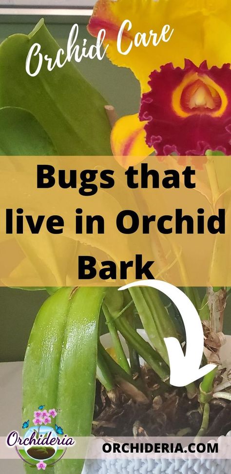 This article will focus on the specific bugs found in fir bark, pine bark, redwood bark, cypress bark, or any type of store-bought bark, all used for orchids. Soil Mites, Orchid Shelf, Orchid Pests, Orchid Soil, Indoor Cactus Plants, Orchid Potting Mix, Indoor Orchids, Orchid Plant Care, Orchid Roots