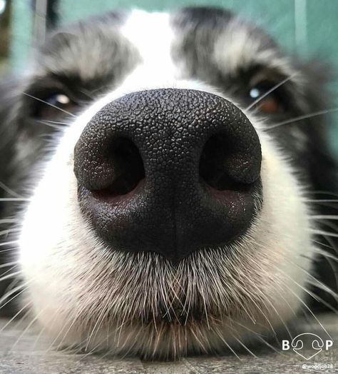 Animal Noses, Dog Photoshoot, Dog Nose, Airedale Terrier, The Nose, Dog Photography, Dog Photos, Border Collie, Dog Person