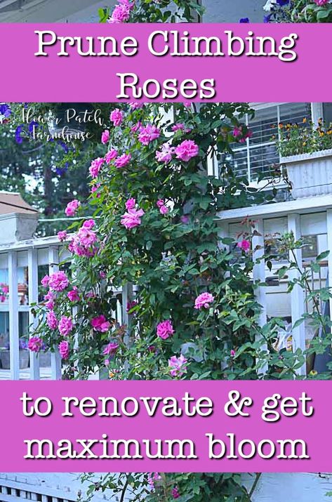 How to prune and train climbing roses to renovate and get more blooms. This works on most climbing roses including Eden roses, Zepherine and more. #roses #verticalgardening #climbing How To Grow Climbing Roses, How To Prune Climbing Roses, How To Train Climbing Roses, Eden Roses Climbing, Climbing Rose Trellis Ideas, Climbing Roses On House, Trimming Roses, Train Climbing Roses, Climbing Rose Trellis