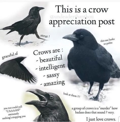 Crow Core, Crow Aesthetic, Group Of Crows, A Crow, Crows Ravens, Funniest Memes, Silly Animals, Appreciation Post, Kraken