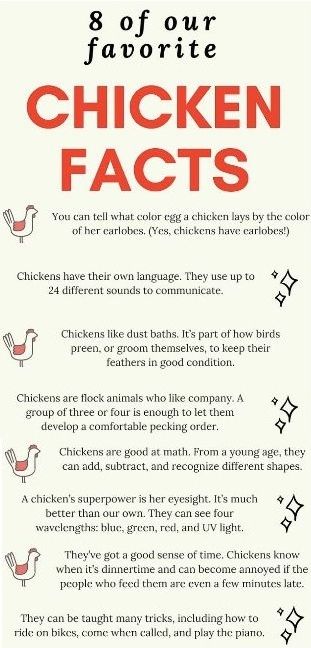 Facts About Chickens, Farming Chickens, Chicken Facts, Chicken Coop Garden, Egg Laying Chickens, Backyard Chicken Coop Plans, Backyard Chicken Farming, Chicken Life, Chicken Hen