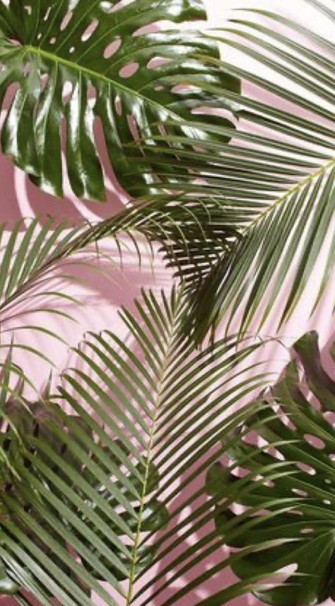 Green Tropical Aesthetic, Pink And Green Tropical, Tropical Aesthetic, Tropical Background, Iphone Backgrounds, Color My World, Color Me, Pink And Green, Iphone