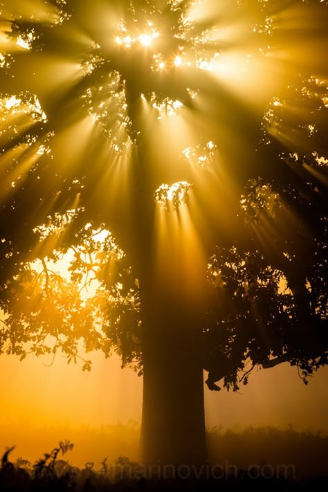 Brazil Rainforest, Tree Hugging, Trees Photo, Sky Gif, Sun Aesthetic, Loving Kindness, Sun Shining, Gold Aesthetic, The Holy Spirit