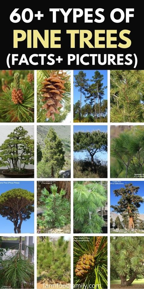 Pine Tree Identification Chart, Types Of Pine Cones, Pinus Tree, Trees Types, Types Of Evergreen Trees, Red Pine Tree, Tree Leaf Identification, Types Of Pine Trees, Identifying Trees