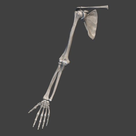 Skeleton Arm References, Arm Bones Anatomy, Arms Anatomy, Arm Skeleton, Skeleton Study, Arm Anatomy, Skeleton Arm, Arm Bones, Anatomy Bones