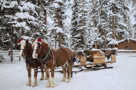 The Only Way to Get to This Cozy Candelit Dinner Is by Sleigh Ride Horse Drawn Sleigh Christmas, Montana Bozeman, Christmas Sleigh Ride, Travel Camper, Cowboy Romance, Big Sky Montana, Vail Colorado, Christmas Sleigh, Winter Photos