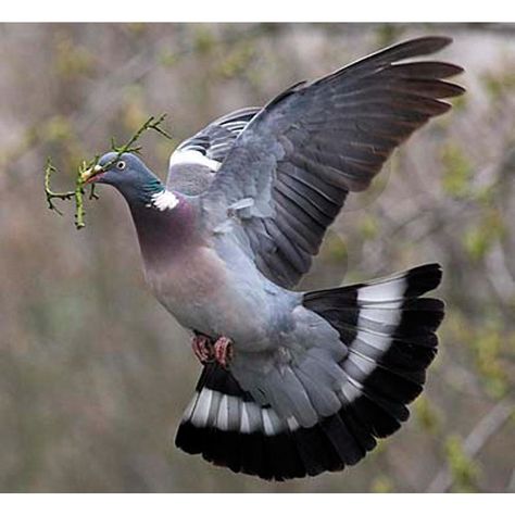 Feral Pigeon, Pet Pigeon, Wild Birds Photography, Pigeon Pictures, Wood Pigeon, Dove Pigeon, Dove Pictures, Beauty Illustration, Pretty Birds