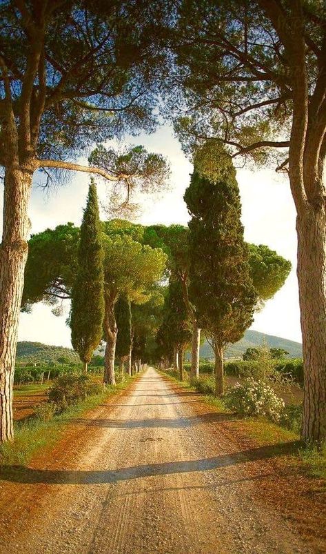 Italy Countryside, Tuscany Landscape, Under The Tuscan Sun, Italian Landscape, Italy Photography, Cypress Trees, Dirt Road, Jolie Photo, Pretty Places