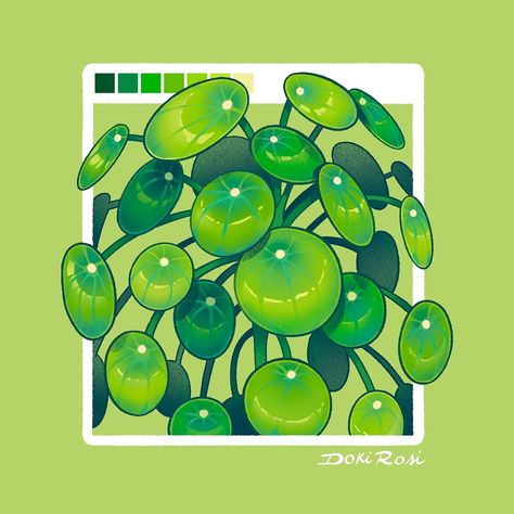 Doki Rosi, Plant Drawing Background, Green Plants Aesthetic Drawing, Pilea Plant Drawing, Aesthetic Plant Illustration, Plants Art, Plants Drawing, Pilea Plant Illustration, Houseplants Illustration